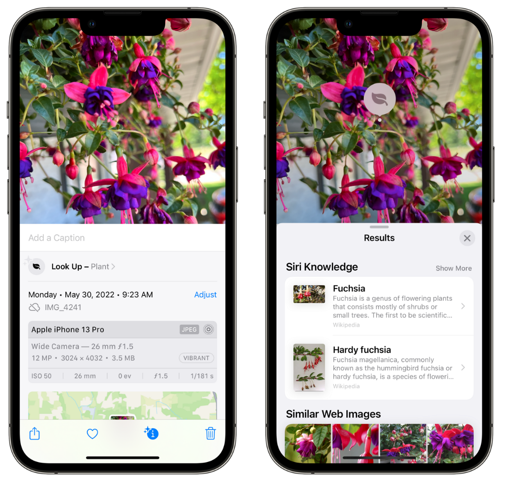 南坤镇苹果手机维修分享小技巧：使用 iPhone 相机识别花卉植物 